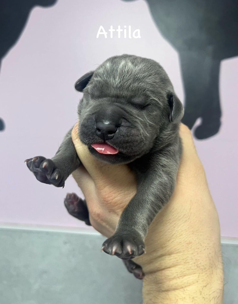 Du Domaine De Nimba - Chiot disponible  - Cane Corso