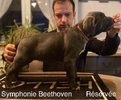 Symphonie Beethoven 