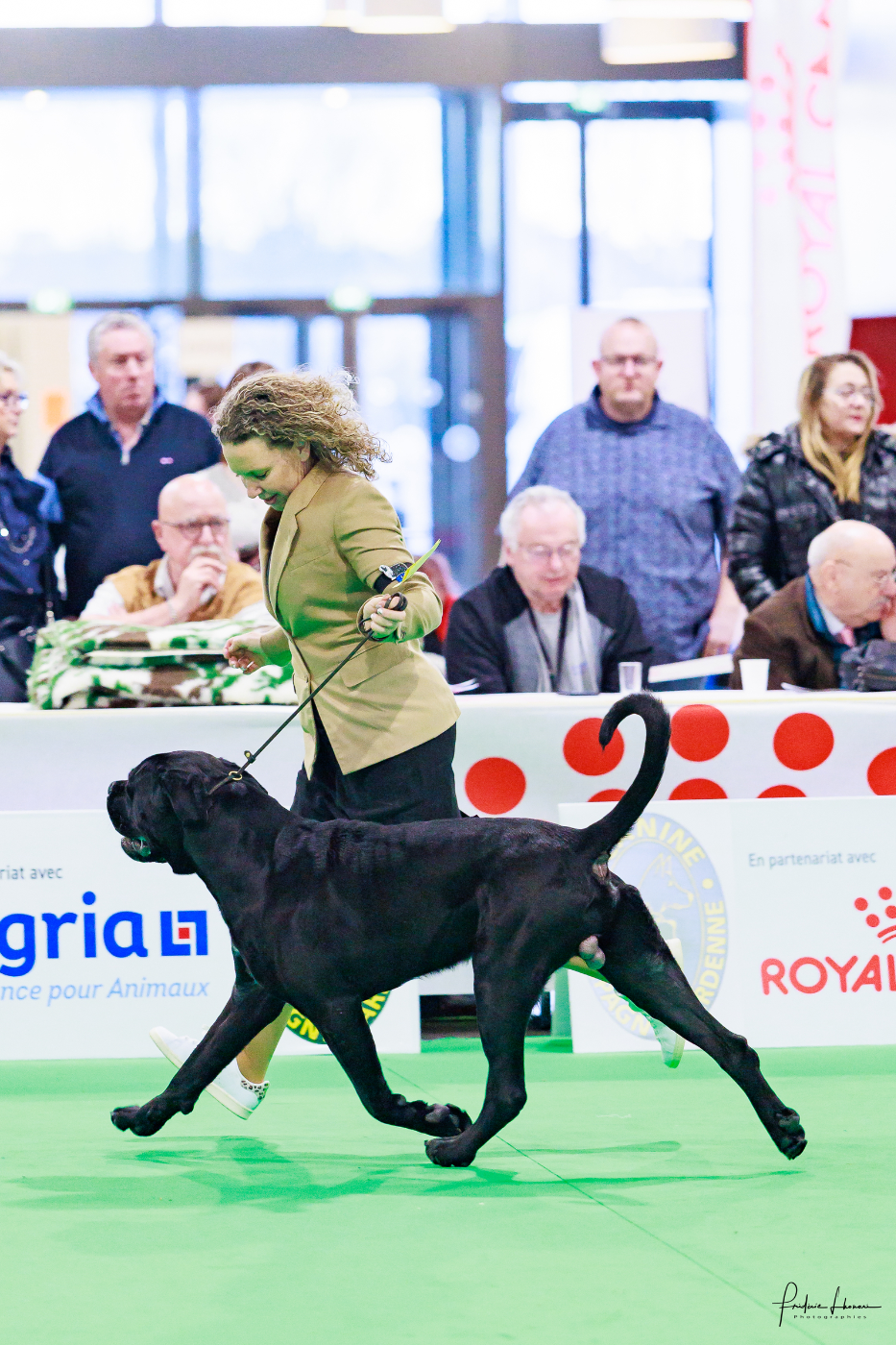 JCH ARCHIBALD Du Domaine De Nimba