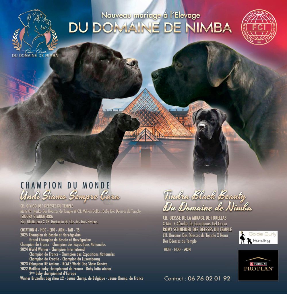 NOUVEAU Mariage!!!!!! Naissances prévues début janvier 2026!! 