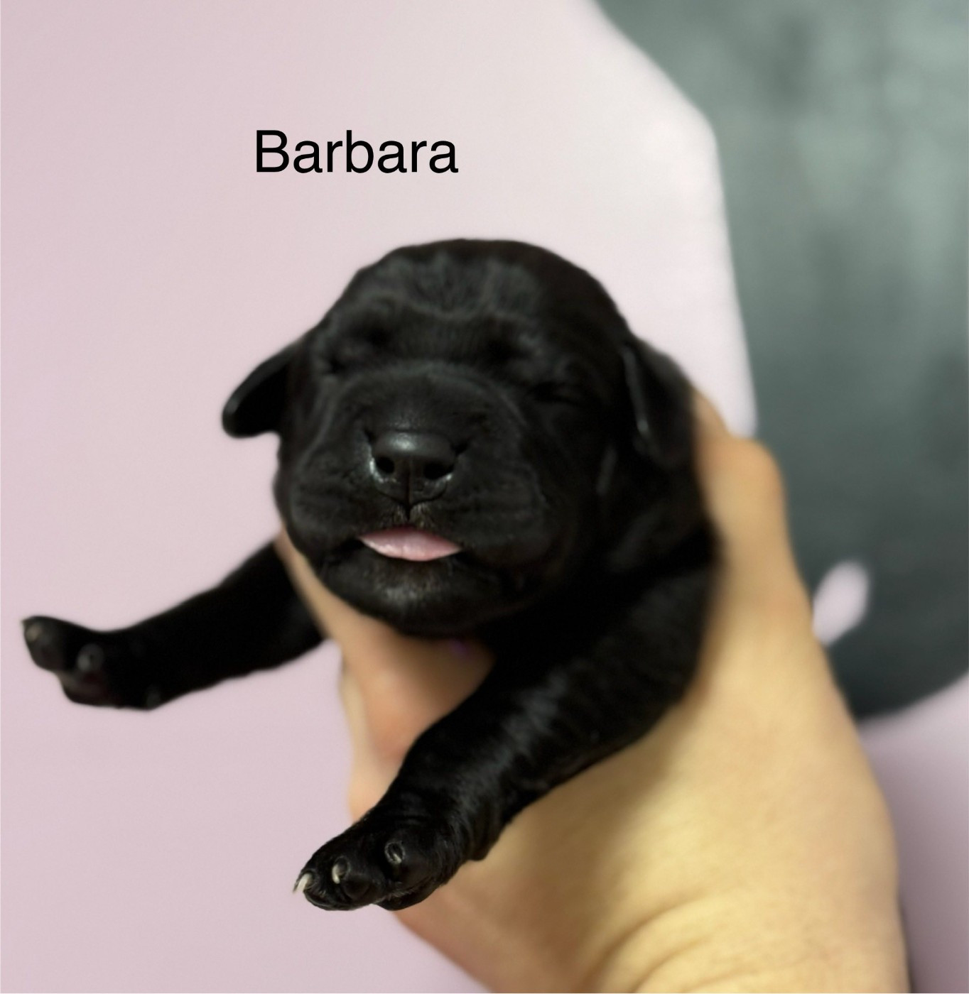 Du Domaine De Nimba - Chiots disponibles - Cane Corso