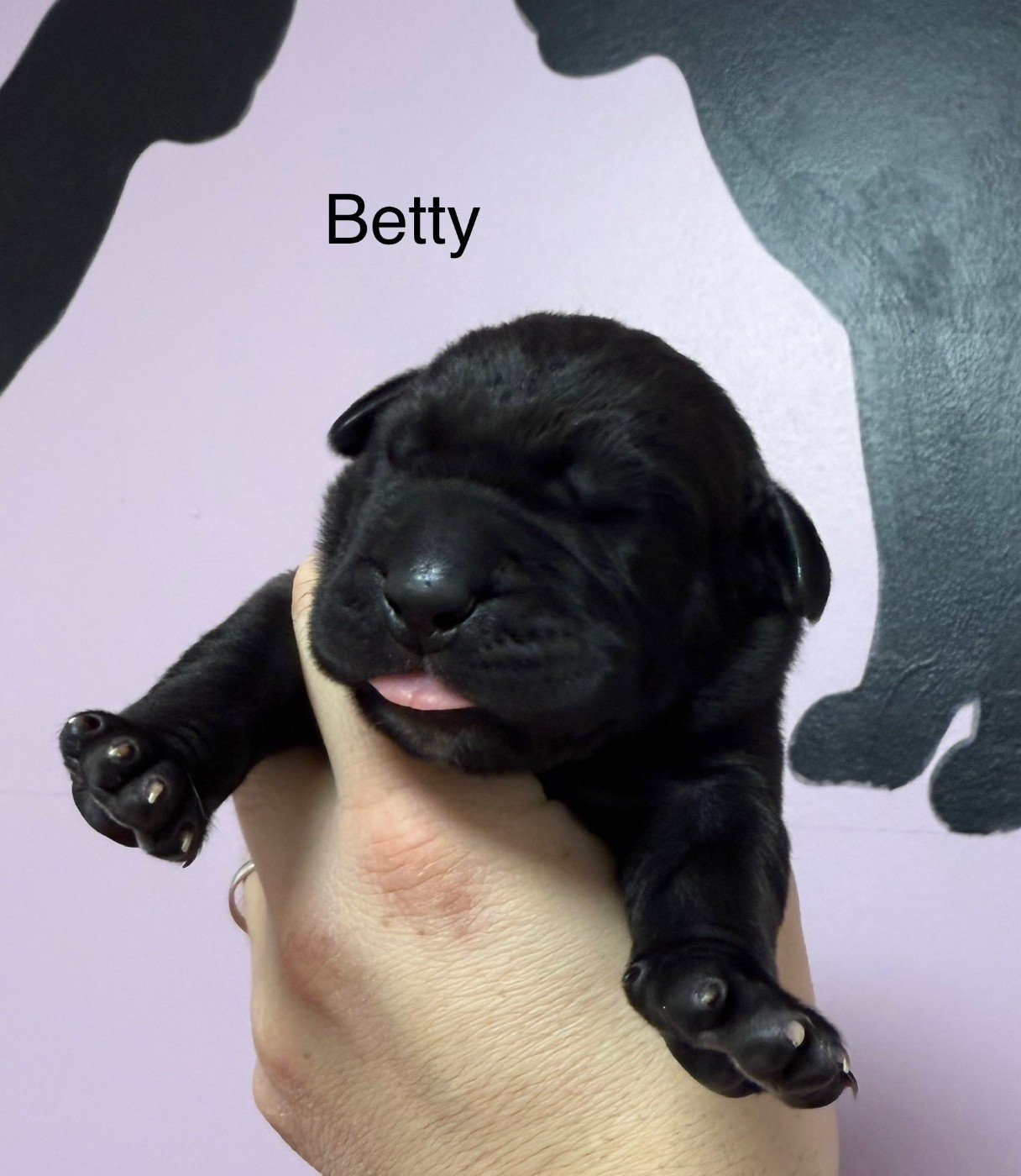 Du Domaine De Nimba - Chiots disponibles - Cane Corso