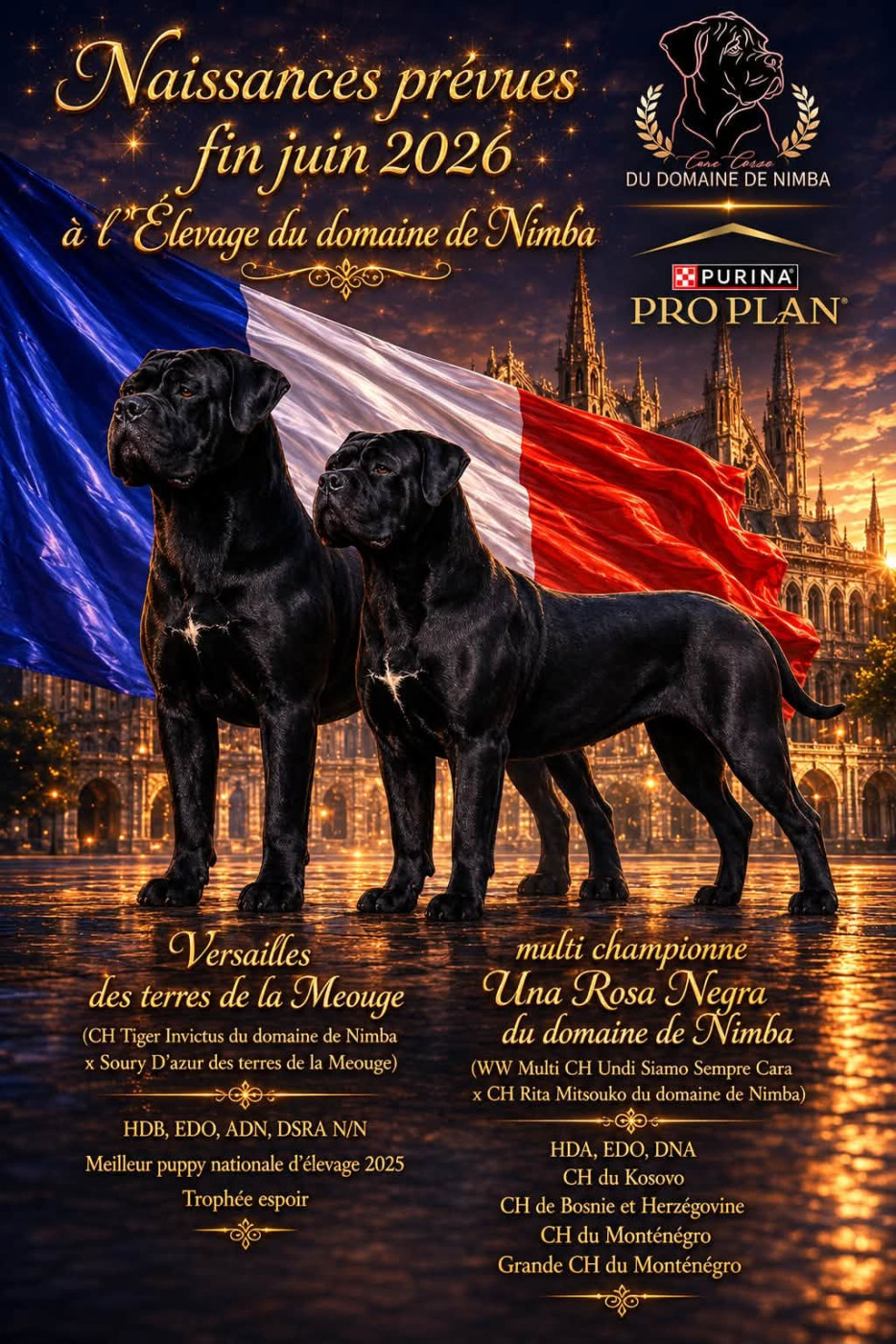 Chiot Cane Corso Du Domaine De Nimba
