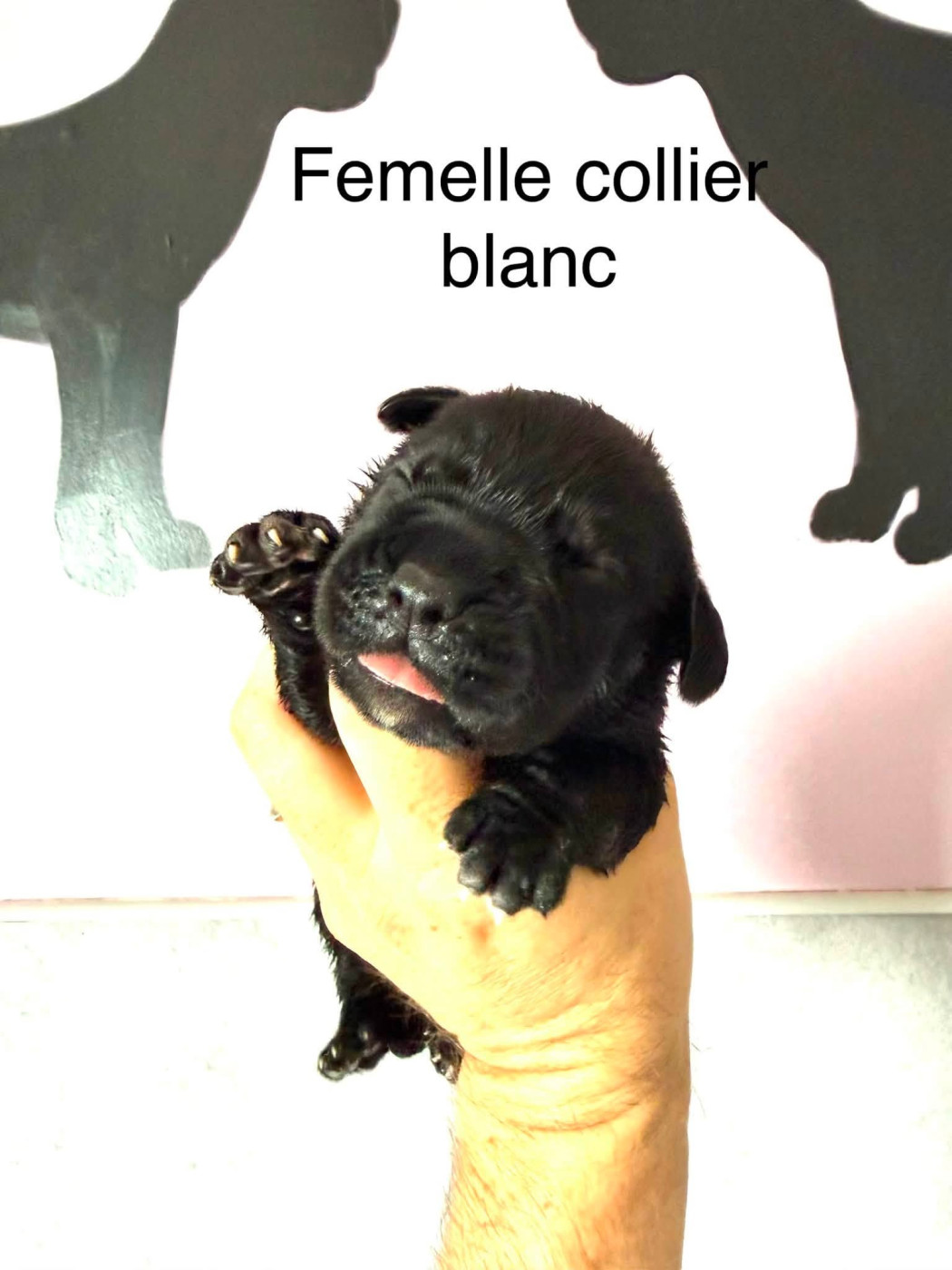 Du Domaine De Nimba - Chiots disponibles - Cane Corso