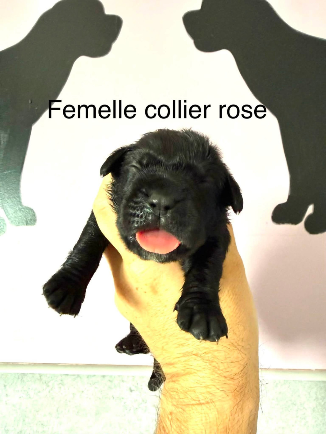 Du Domaine De Nimba - Chiots disponibles - Cane Corso