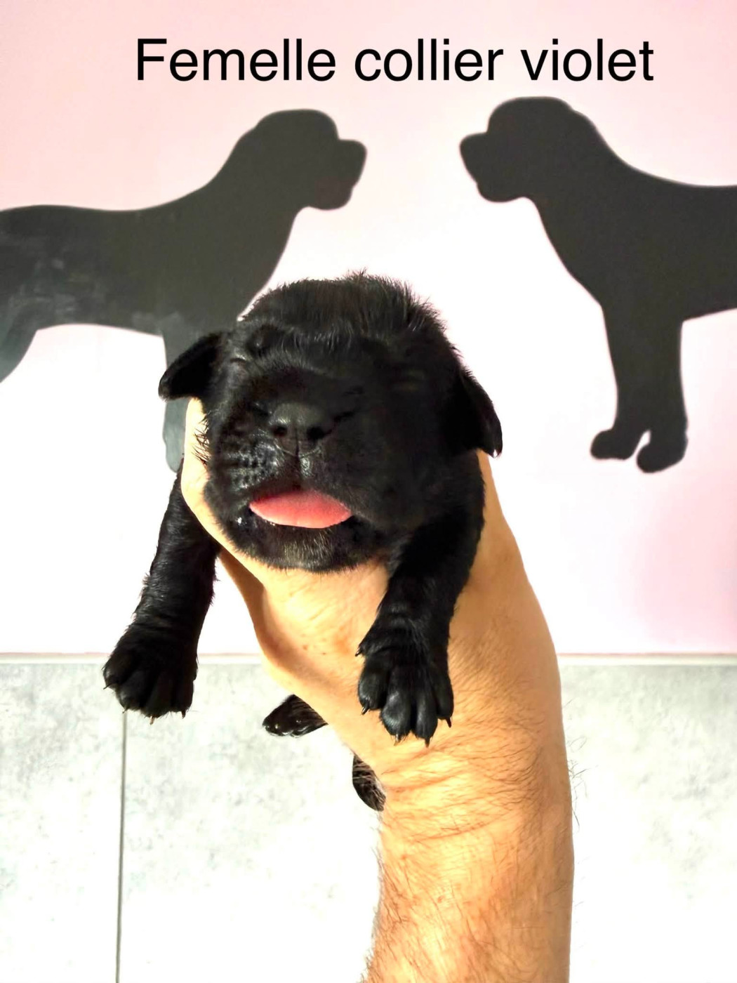 Du Domaine De Nimba - Chiots disponibles - Cane Corso