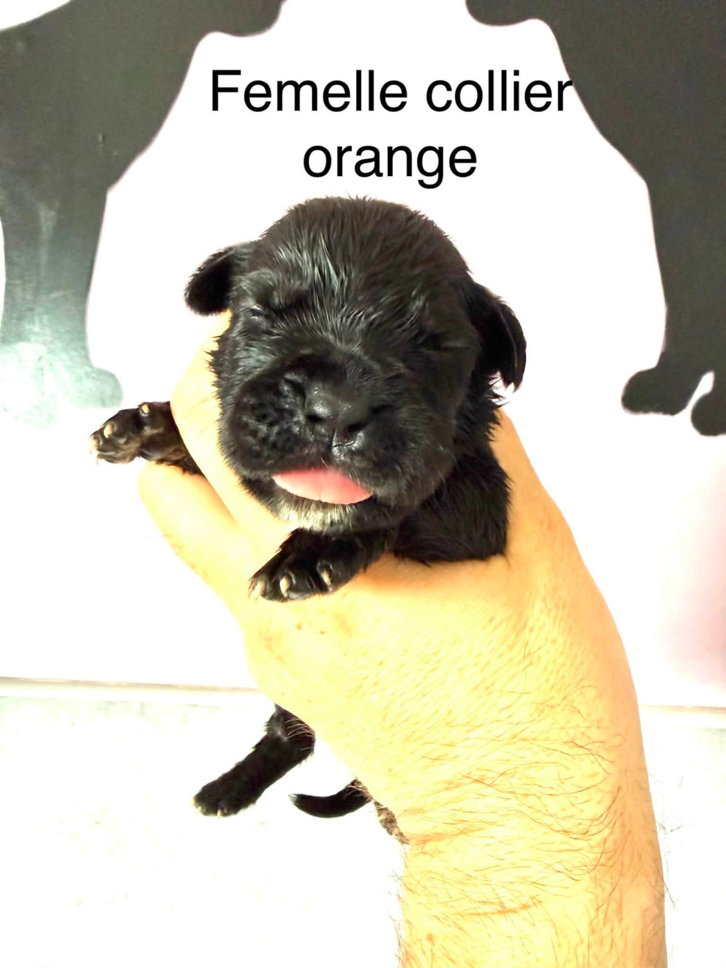 Du Domaine De Nimba - Chiots disponibles - Cane Corso