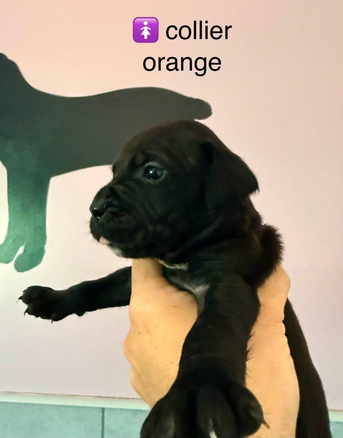 Du Domaine De Nimba - Chiots disponibles - Cane Corso