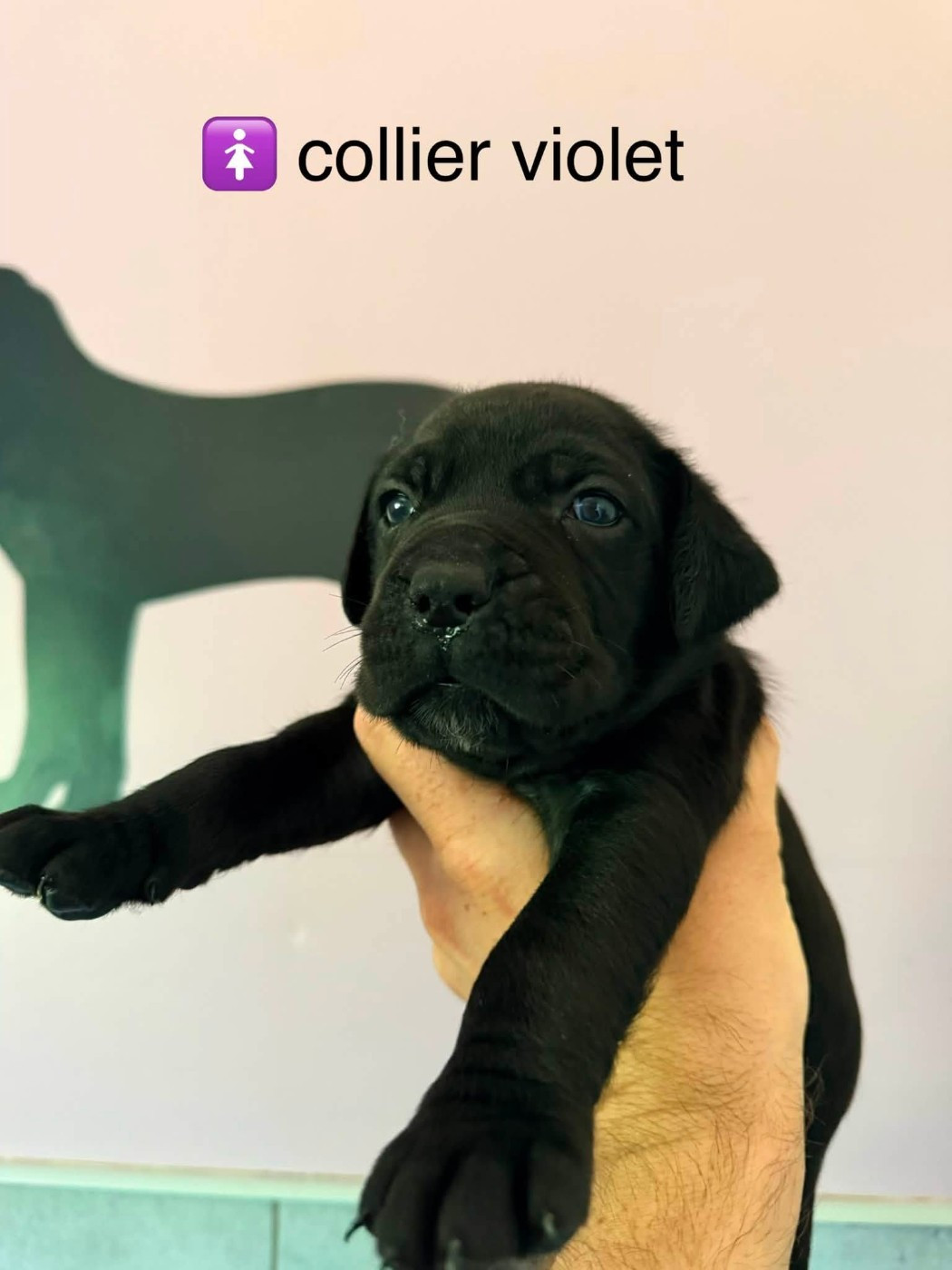 Du Domaine De Nimba - Chiots disponibles - Cane Corso