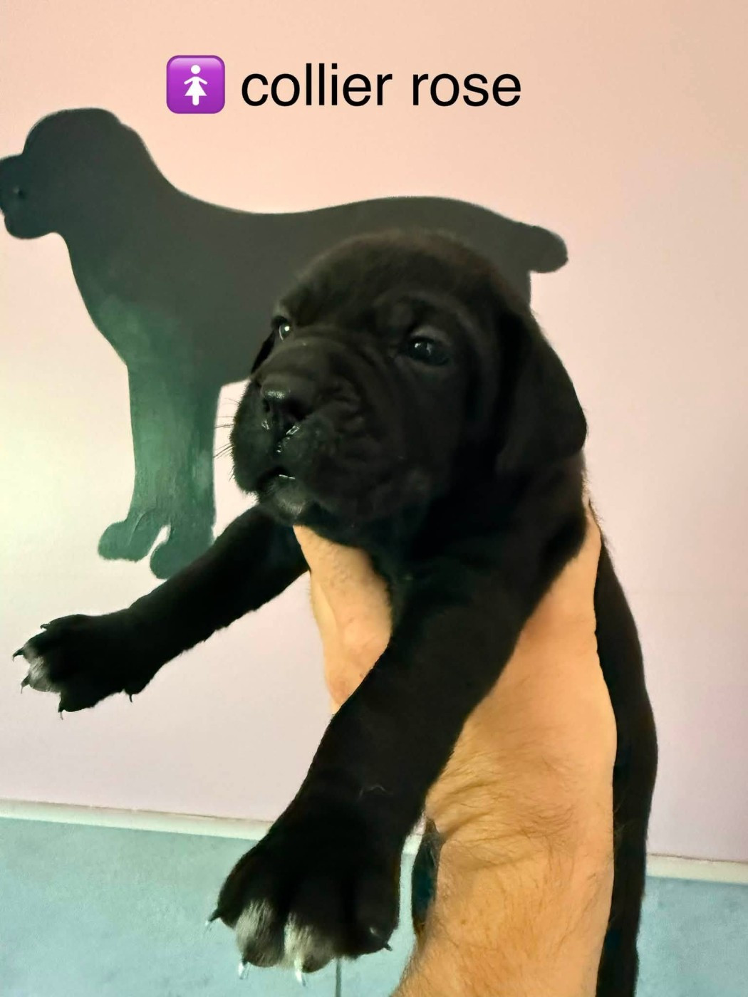 Du Domaine De Nimba - Chiots disponibles - Cane Corso