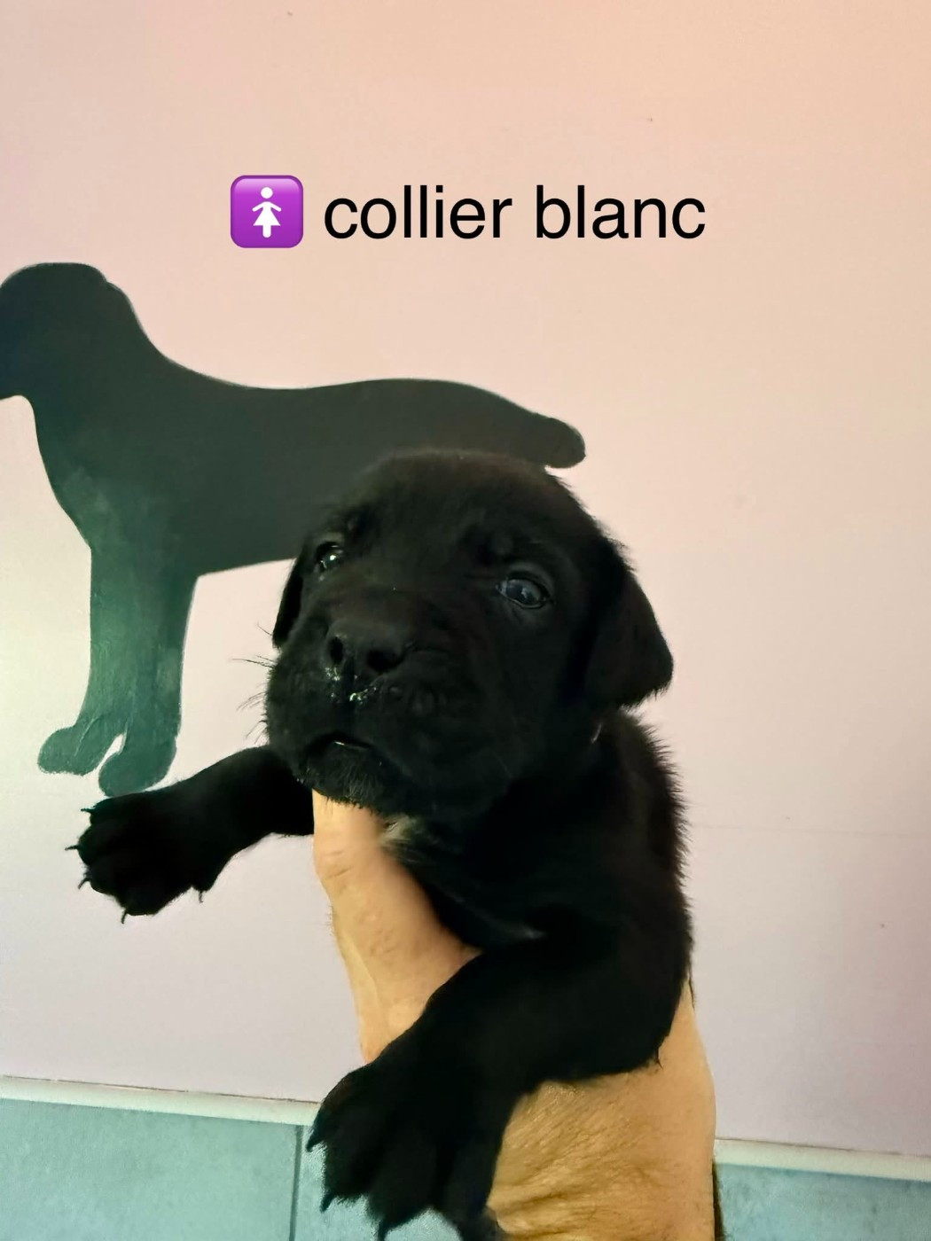 Du Domaine De Nimba - Chiots disponibles - Cane Corso