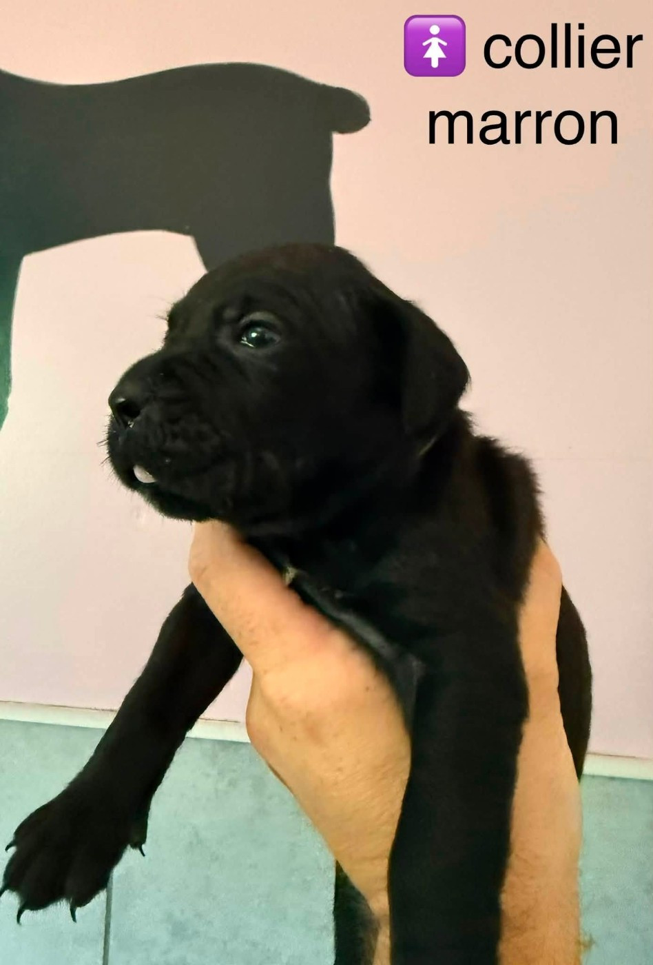 Du Domaine De Nimba - Chiots disponibles - Cane Corso