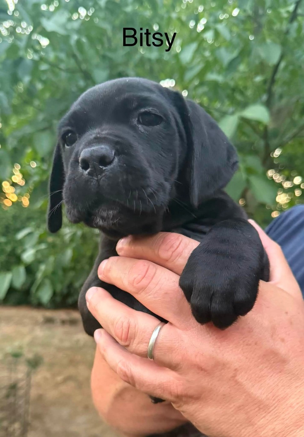 Du Domaine De Nimba - Chiots disponibles - Cane Corso