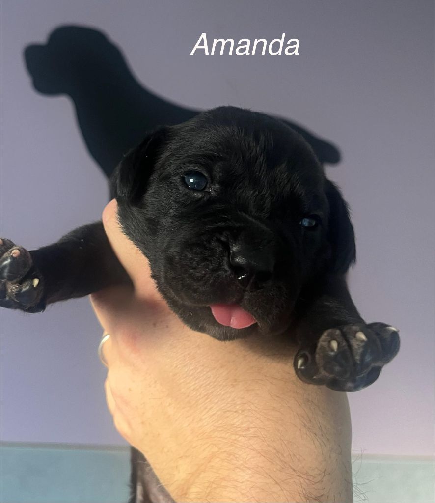 Du Domaine De Nimba - Chiots disponibles - Cane Corso