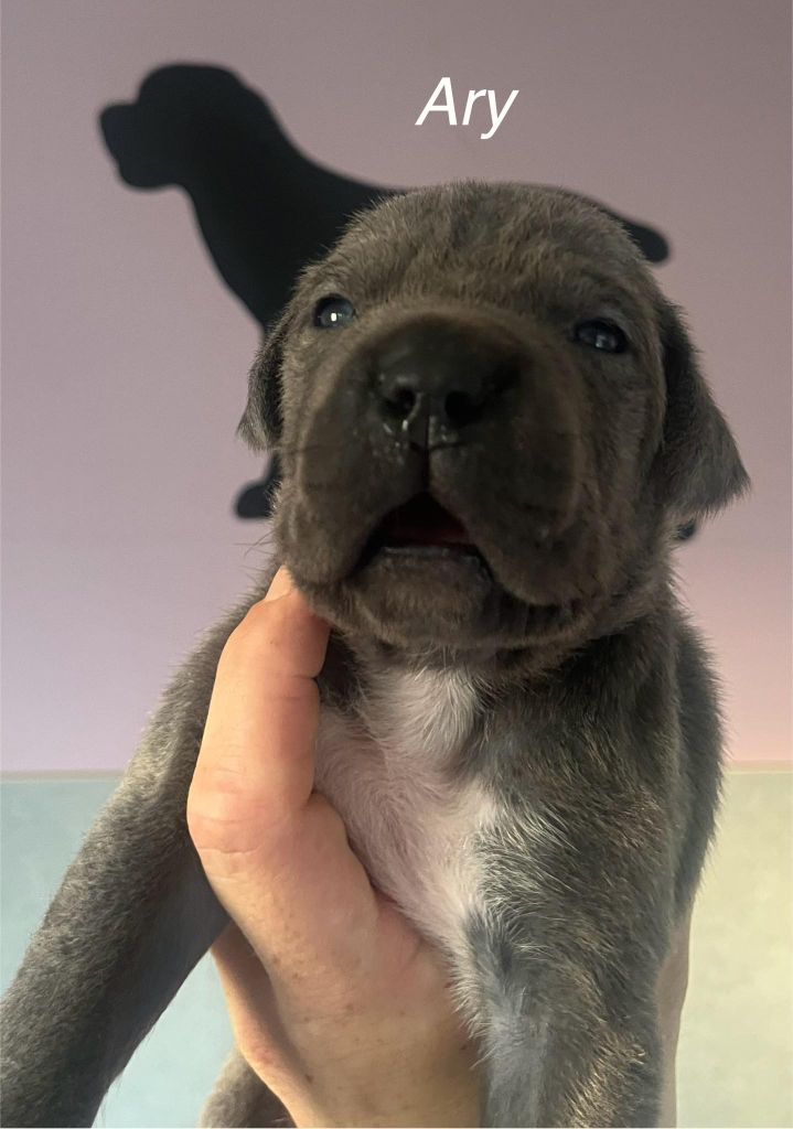 Du Domaine De Nimba - Chiots disponibles - Cane Corso