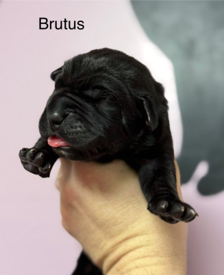 BRUTUS
