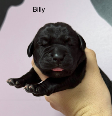 BILLY