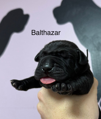 BALTHAZAR