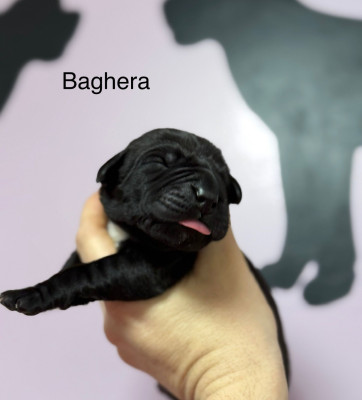BAGHERA