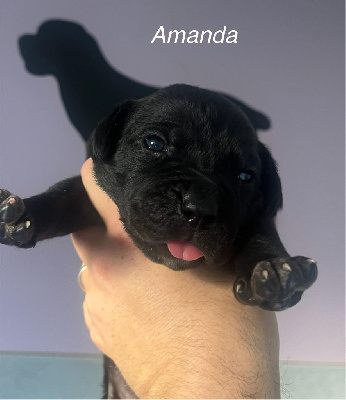 amanda